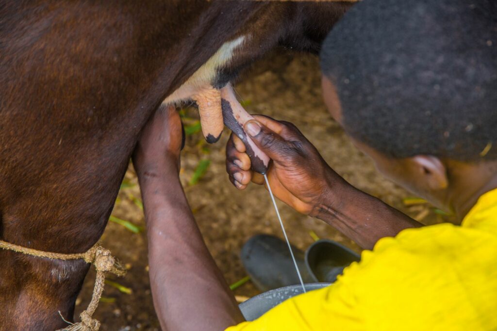 Éleveur trayant une vache à la main selon des méthodes traditionnelles