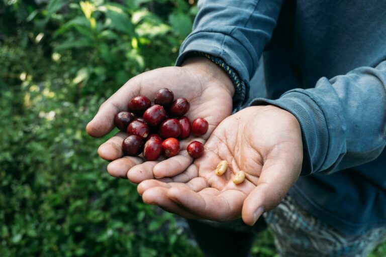 Producteur présentant des cerises de café rouges et les grains extraits
