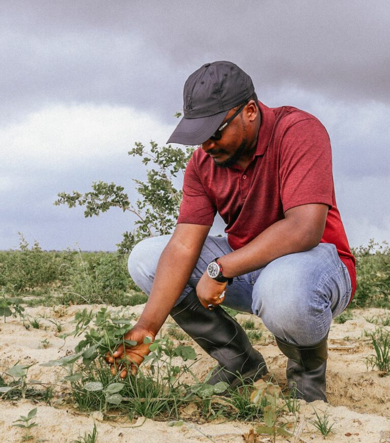 Agriculteur inspectant des cultures pour détecter des ravageurs