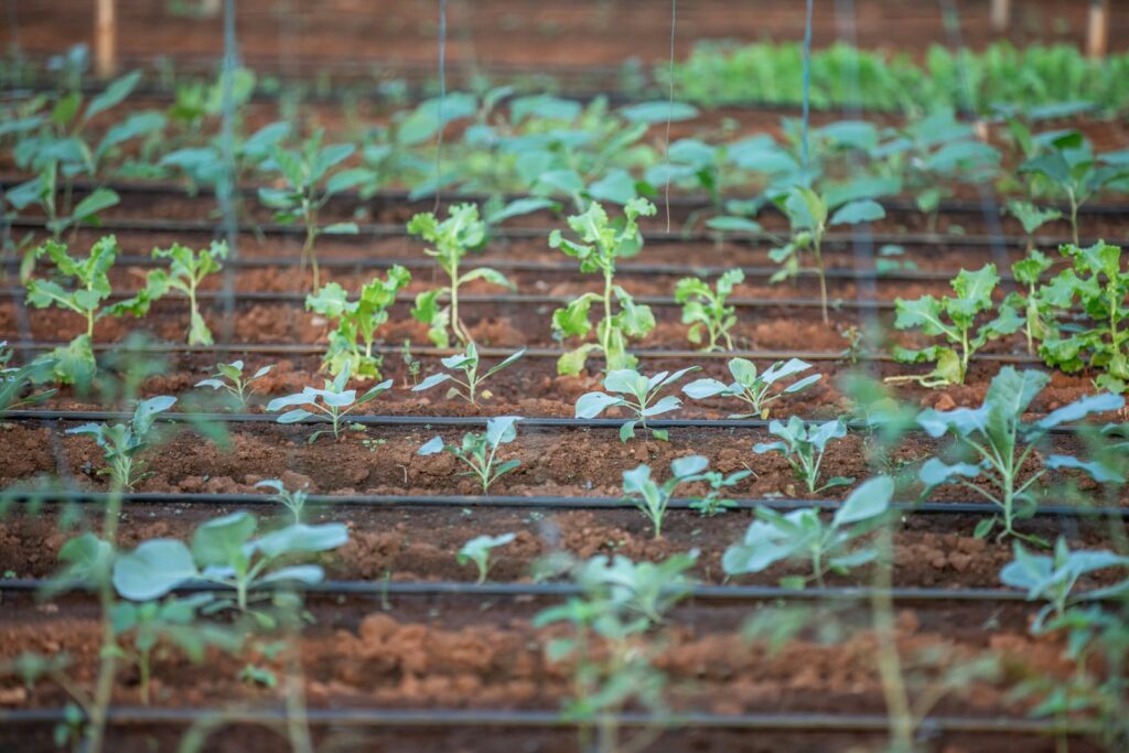 Jeunes plants repiqués en rangs avec système d’irrigation