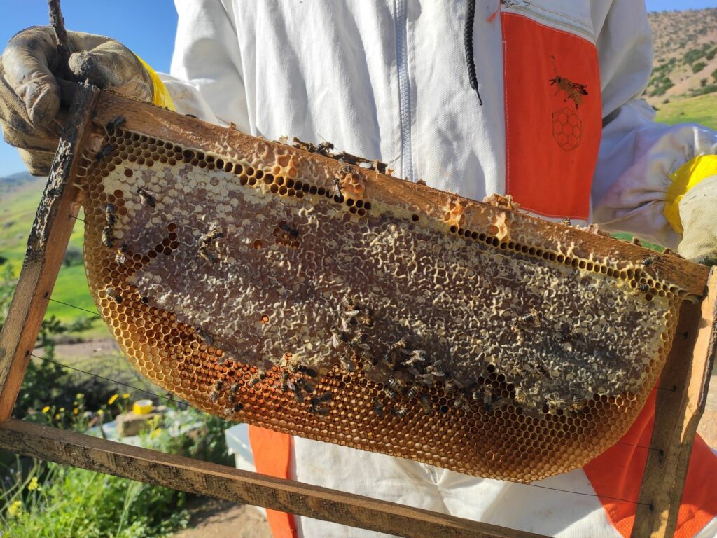Apiculteur inspectant de près un cadre de ruche couvert d’abeilles